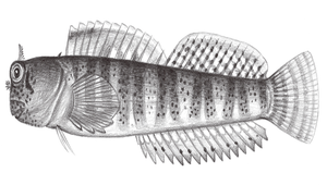 Entomacrodus thalassinus (海間頸鬚鳚)縮圖
