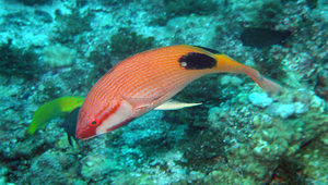 Bodianus bilunulatus (雙帶狐鯛)
