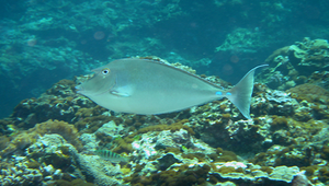 Naso unicornis (單角鼻魚)-資源代表圖