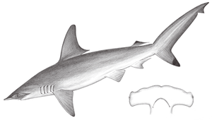 Sphyrna lewini (路易氏雙髻鯊)縮圖