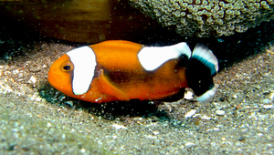 Amphiprion polymnus (鞍斑雙鋸魚)