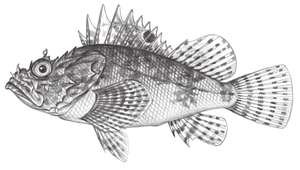 Scorpaena neglecta (斑鰭鮋)