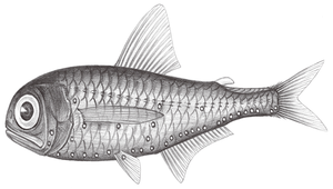 Myctophum spinosum (櫛棘燈籠魚)