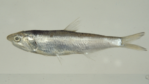 Thryssa kammalensis (赤鼻稜鯷)縮圖