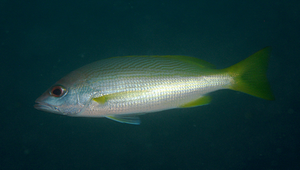 Lutjanus madras (前鱗笛鯛)縮圖