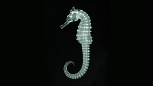 Hippocampus spinosissimus (棘海馬)-資源代表圖