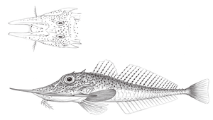 Satyrichthys rieffeli (瑞氏紅魴鮄)縮圖