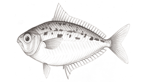 <i>Equulites rivulatus </i> (條馬鰏)系列照片