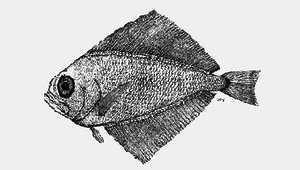 Pterycombus petersii (彼氏高鰭魴)