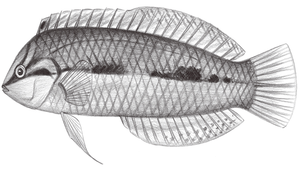 Novaculoides macrolepidotus (大鱗似美鰭魚)縮圖