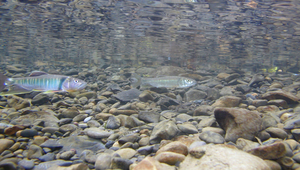 Opsariichthys pachycephalus (粗首馬口鱲)縮圖