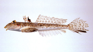 Callionymus beniteguri (本氏䲗)縮圖