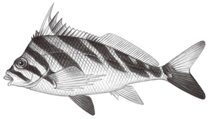 Cheilodactylus zebra (斑馬唇指)