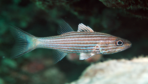 Cheilodipterus intermedius (中間巨齒天鯛)