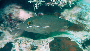 Acreichthys tomentosus (白線鬃尾單棘魨)縮圖