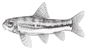 Microphysogobio brevirostris (短吻小鰾鮈)縮圖