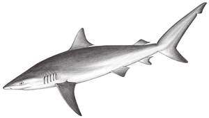 Carcharhinus obscurus (灰色真鯊)縮圖