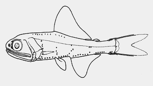 Notoscopelus caudispinosus (尾棘背燈魚)