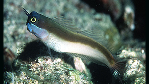 Ecsenius melarchus (黑色無鬚鳚)