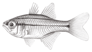 Taeniamia buruensis (橫帶天竺鯛)縮圖
