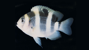 Dischistodus fasciatus (條紋盤雀鯛)縮圖
