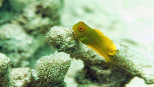 Atrosalarias holomelas (全黑烏鳚)縮圖