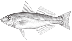 Sillago ingenuua (灣沙鮻)縮圖