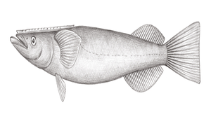 Remora albescens (白短印魚)-資源代表圖