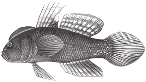 Cristatogobius nonatoae (淺色項冠鰕虎)