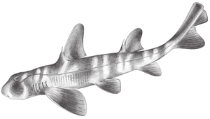 Heterodontus japonicus (日本異齒鯊)-資源代表圖