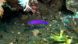Pictichromis porphyrea (紫繡雀鯛)縮圖