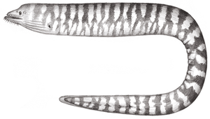 Cirrimaxilla formosa (臺灣鬍鯙)-資源代表圖