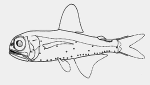 Hygophum proximum (近壯燈魚)縮圖