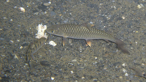 Spinibarbus hollandi (何氏棘鲃)縮圖