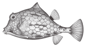 Tetrosomus gibbosus (駝背三稜箱魨)縮圖