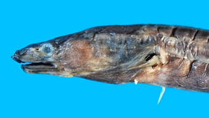 Blachea xenobranchialis (外鰓懶糯鰻)