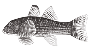 Rhyacichthys aspro (溪鱧)縮圖