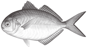 Ariomma indicum (印度無齒鯧)縮圖