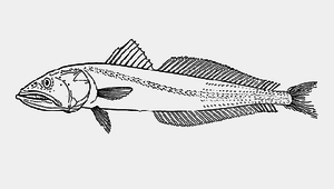 Dysalotus alcocki (阿氏線棘細齒鰧)縮圖