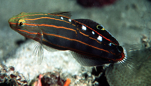 Koumansetta rainfordi (雷氏鈍鰕虎)縮圖