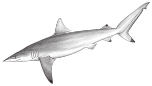 Carcharhinus brevipinna (直齒真鯊)縮圖