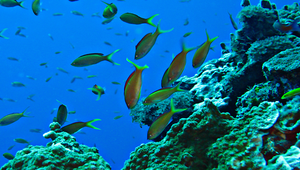 Pseudanthias dispar (刺蓋擬花鱸)-資源代表圖