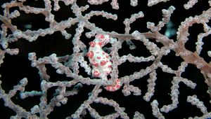 Hippocampus bargibanti (巴氏海馬)