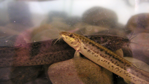 Misgurnus anguillicaudatus (泥鰍)縮圖