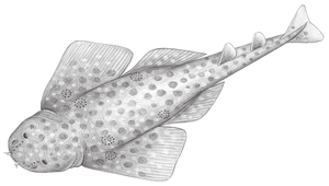 Squatina tergocellatoides (擬背斑扁鯊)縮圖