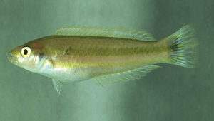 Leptojulis urostigma (尾斑尖豬魚)-資源代表圖
