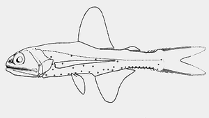 Lampanyctus turneri (圖氏珍燈魚)縮圖