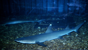 Triaenodon obesus (灰三齒鯊)
