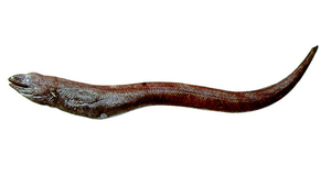 Dysommina rugosa (多皺短身前肛鰻)-資源代表圖
