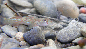 Rhinogobius candidianus (明潭吻鰕虎)縮圖